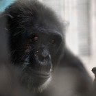 gaialight-save-the-chimps-066