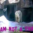 Digital Text and Photographic Still of Live Streaming Webcam from North American Zoo (2020-2021). 