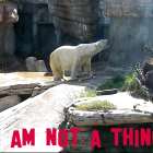 Digital Text and Photographic Still of Live Streaming Webcam from North American Zoo (2020-2021). 